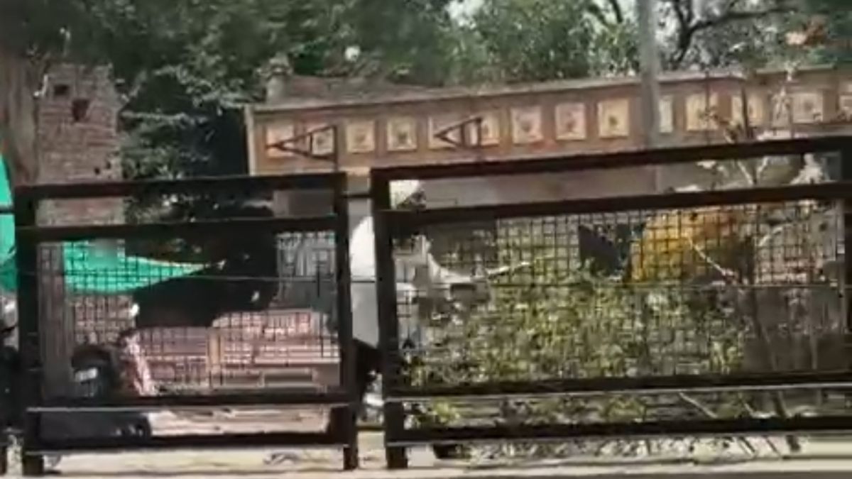 mamod firing