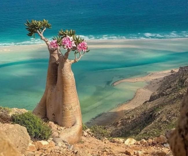 Socotra