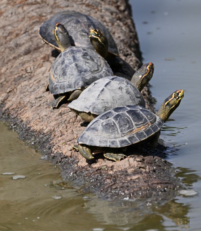 Keoladeo National Park (1)