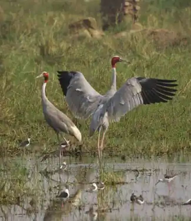 Keoladeo National Park