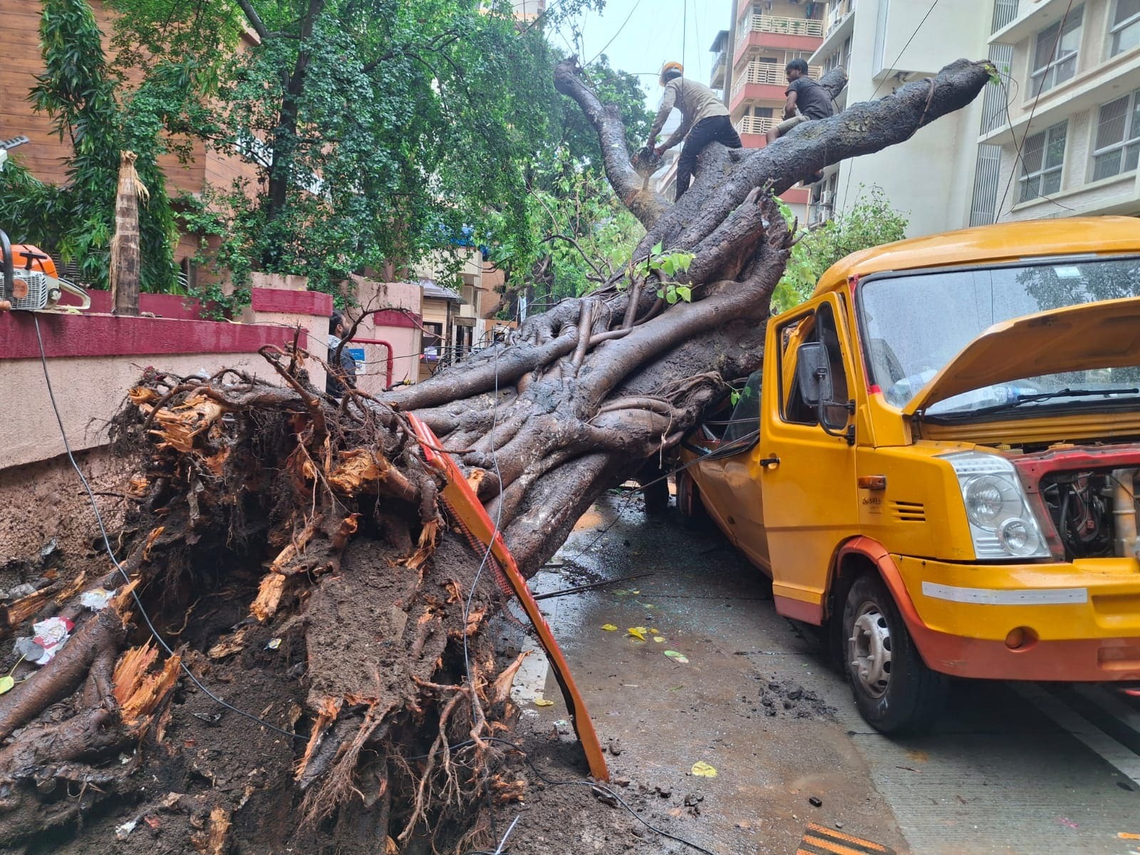 स्कूल बस पर पेड़ गिरने से 1 बच्चे की मौत स्कूल बस पर पेड़ गिरने से 1 बच्चे की मौत