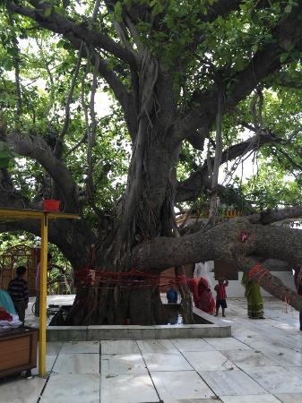 shukratal-shukteerth