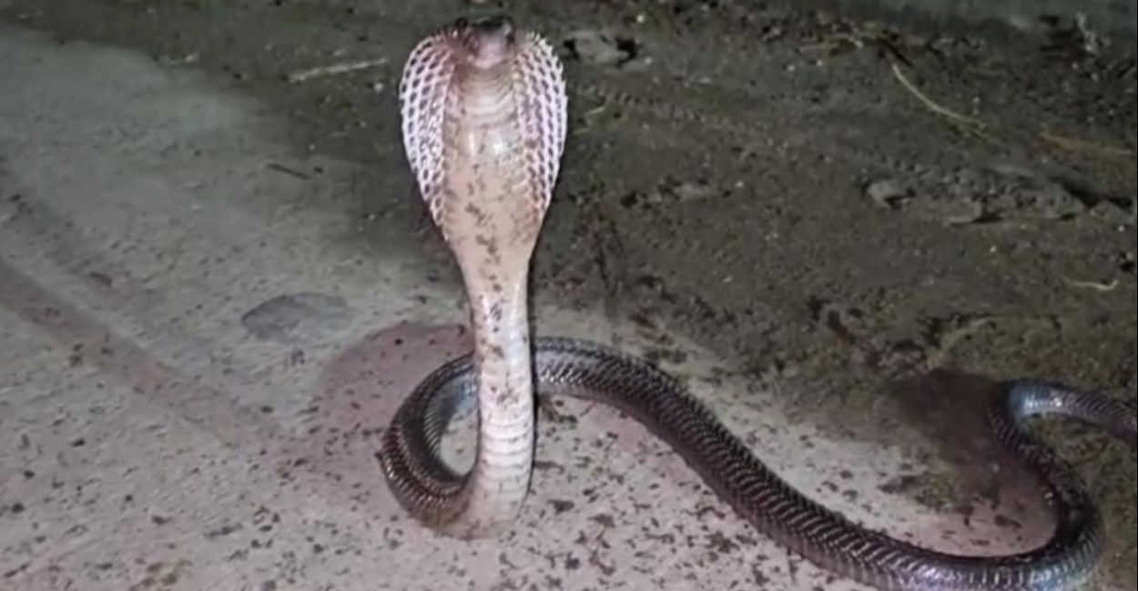 Snake Bite Snake Bite