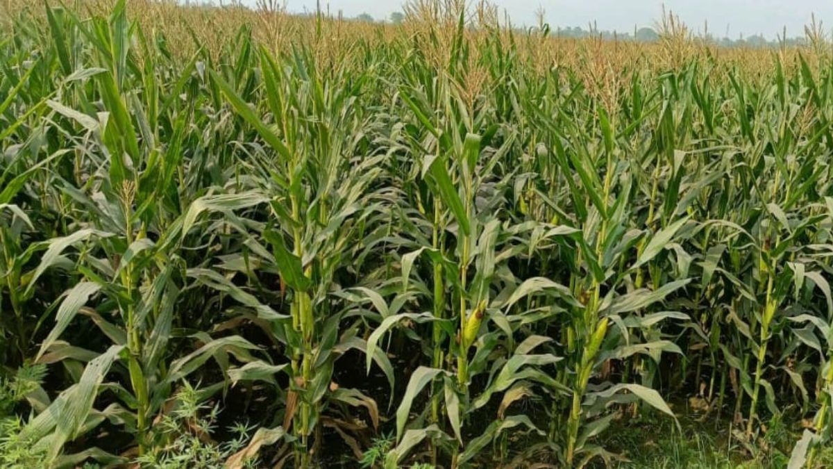 Rajendra Hybrid Maize 5