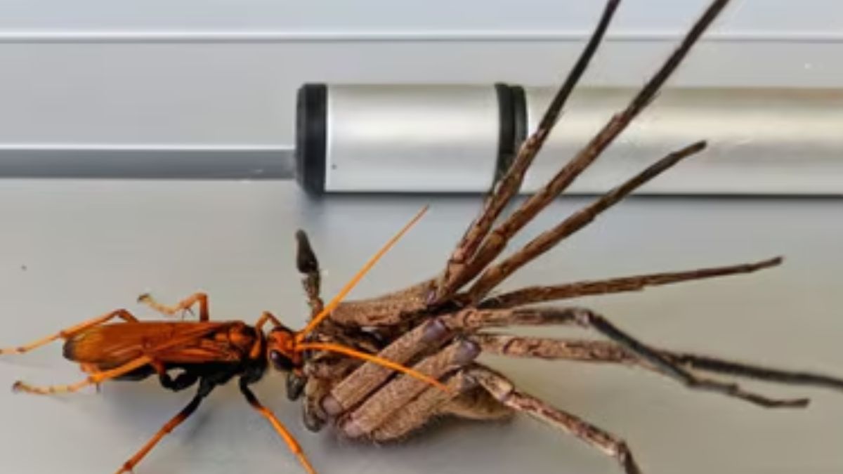 money spider (1)