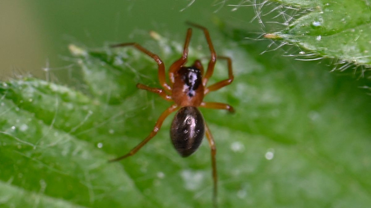 money spider