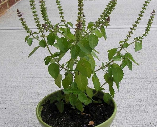 tulsi-plant-at-home-benefits-cc