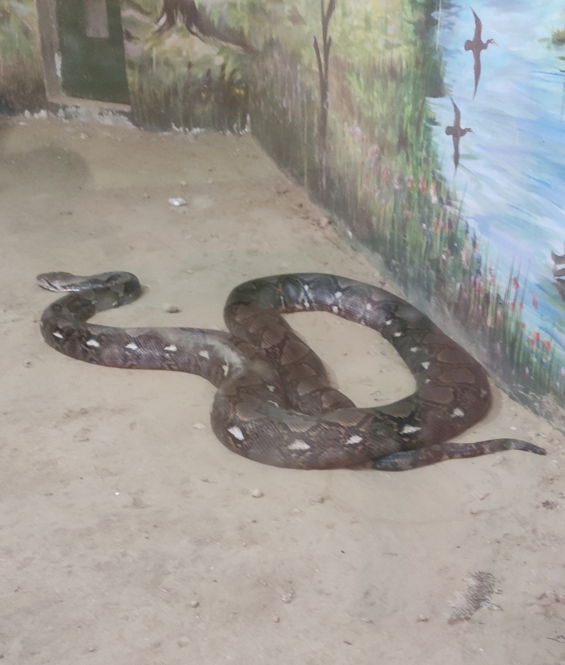 World Snake Day Special Deadly Russell Viper at Kanpur Zoo