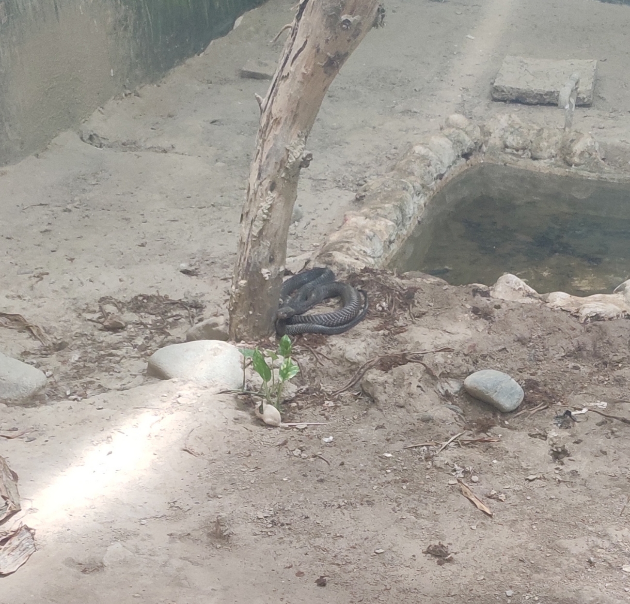 World Snake Day Special Deadly Russell Viper at Kanpur Zoo