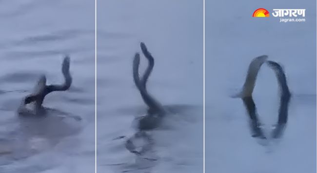 _amazing viral video nag nagin mating in madhepura bihar pond sparks beliefs