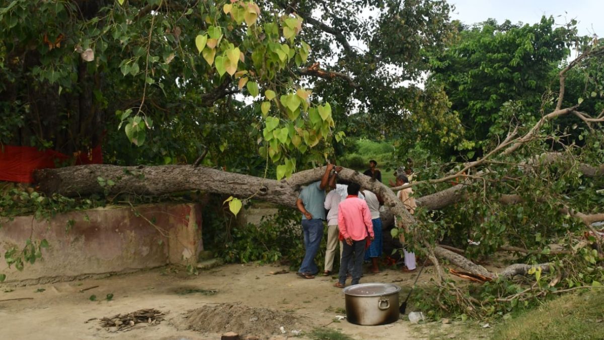 Muzaffarpur Tree Fall Accident