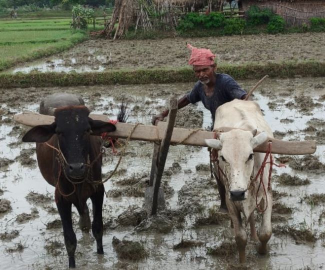 Munger Farmer Bisesar Saw Upholds Traditional Plough Farming (1)
