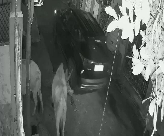 luck car calf