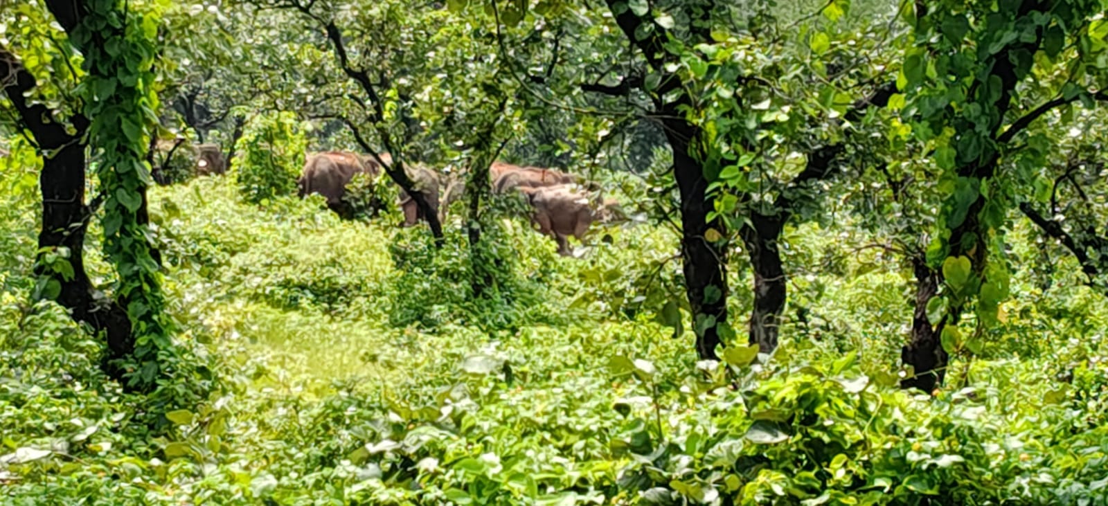 hathi 1