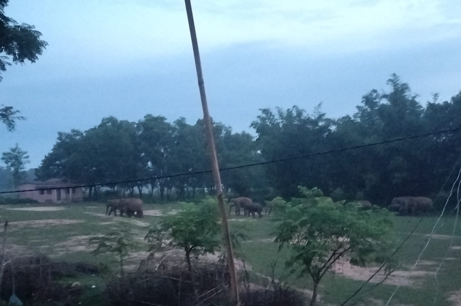 hathi