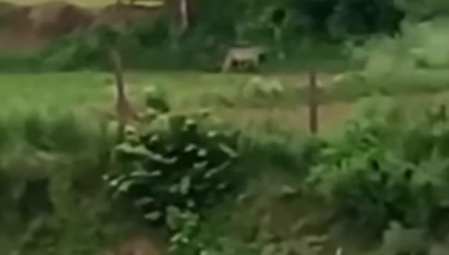 cheetah in village bush 2141566