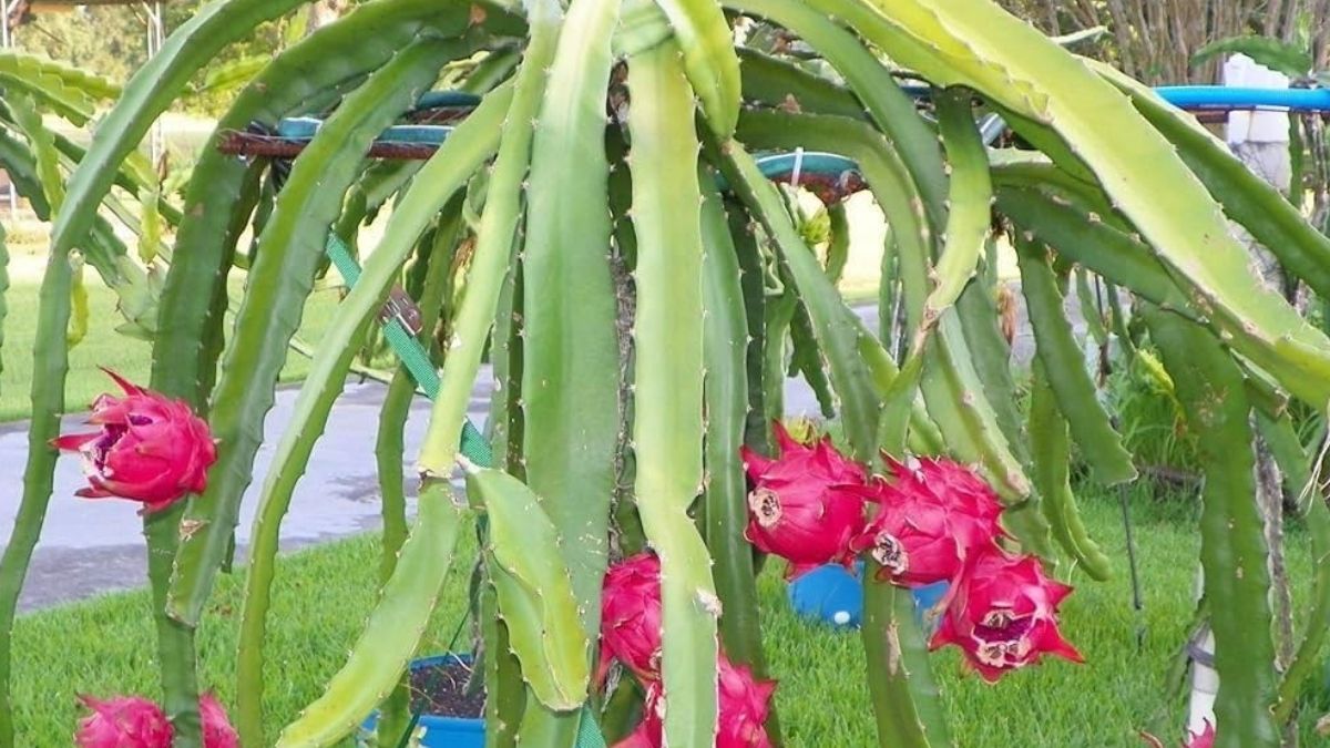 Dragon Fruit cultivation (1)