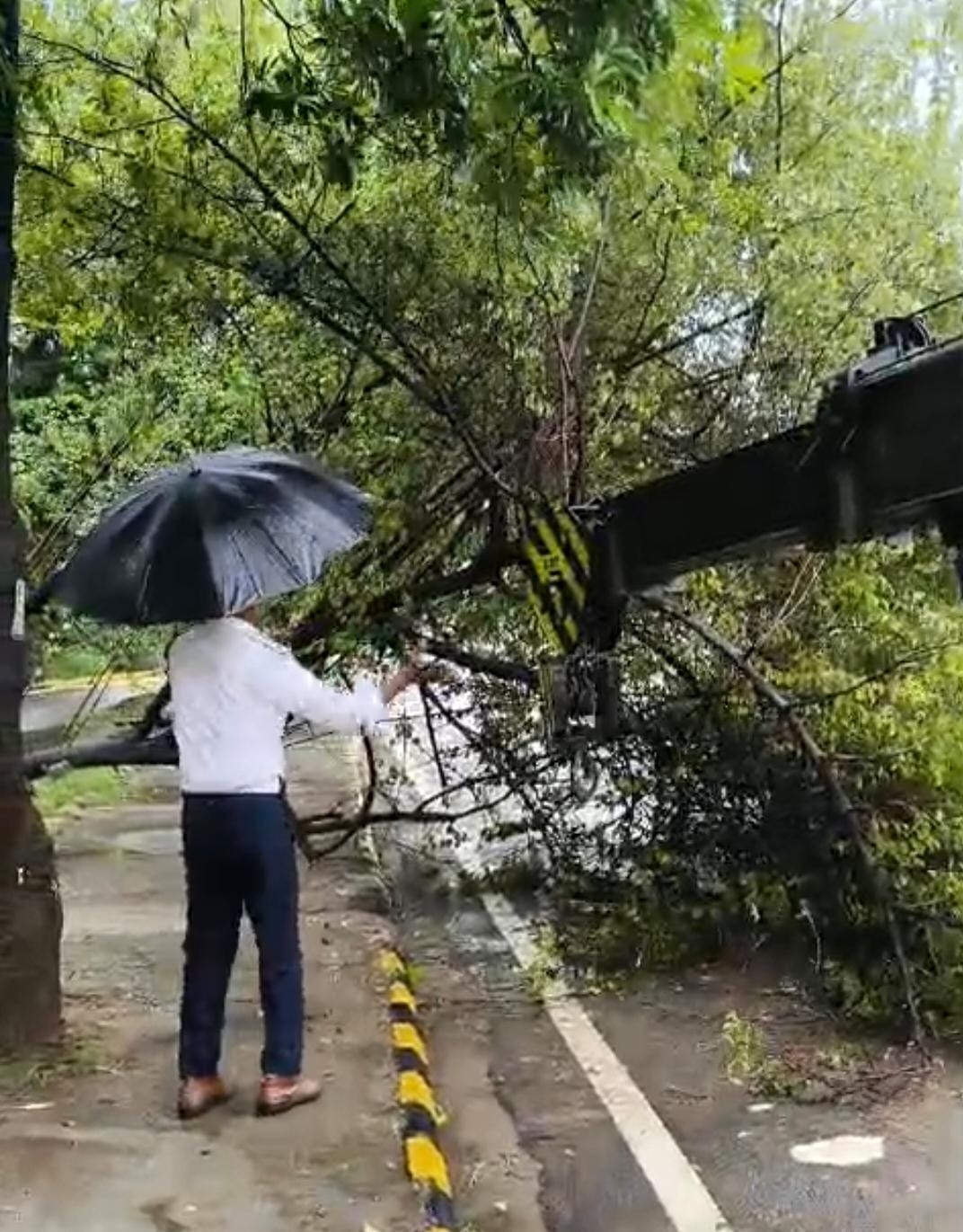 tree fell gurugram