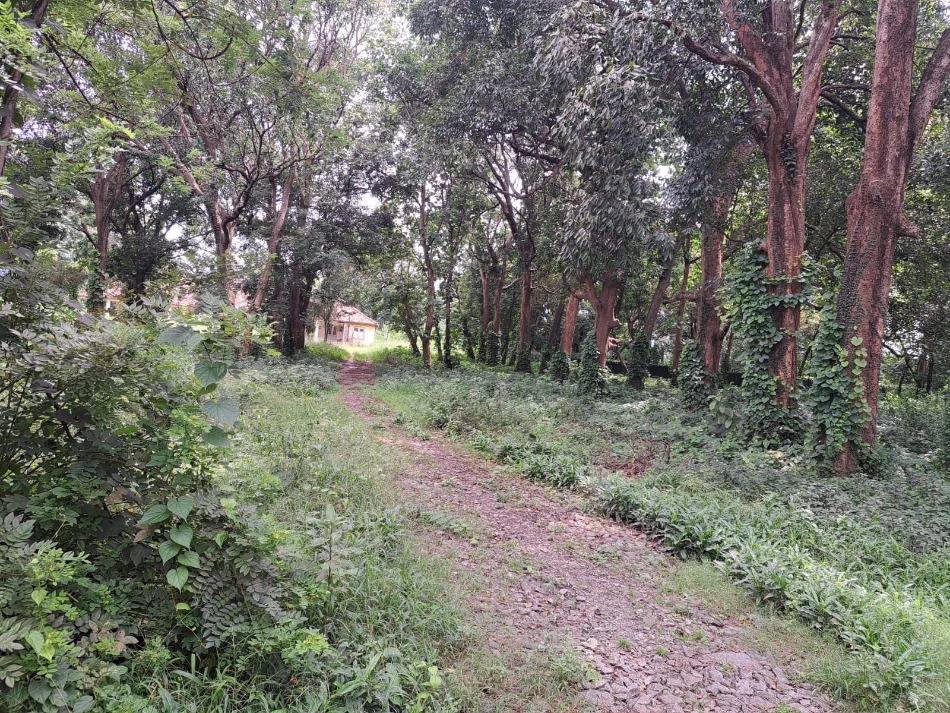 namkum tea garden