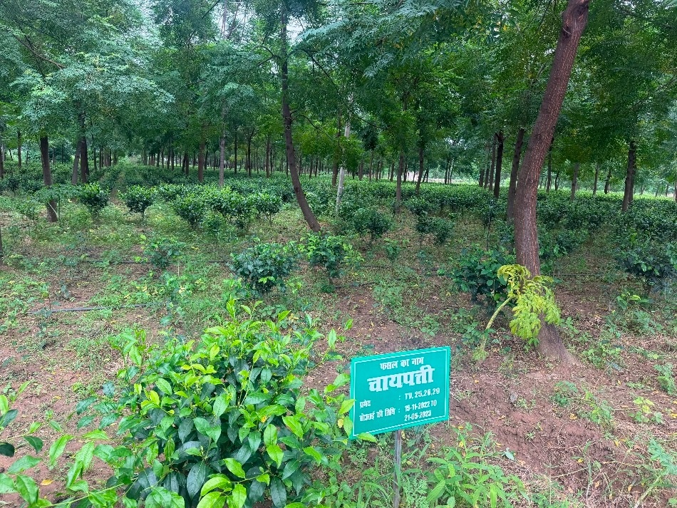 tea garden