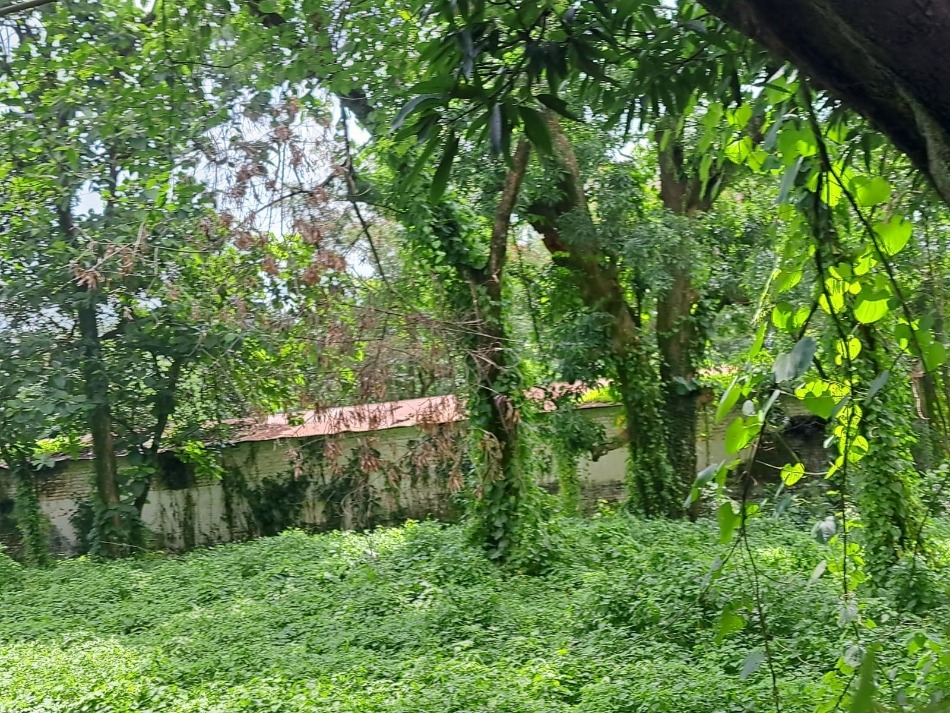 tea garden namkum