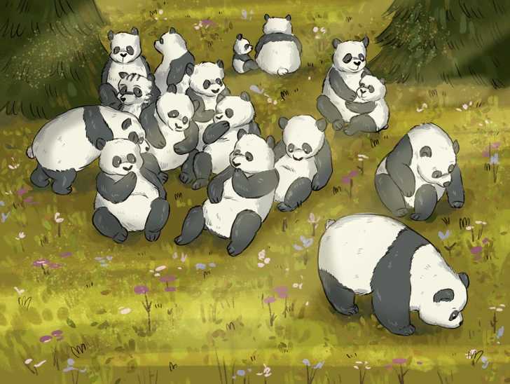 find the raccoon hiding among pandas